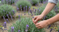 14 Best Lavender Plants in 2026