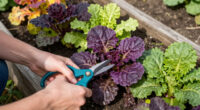3 Best Two-Color Garden Plants in 2026
